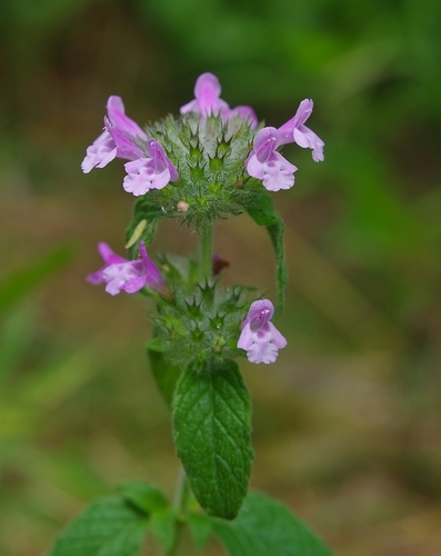 Wild Basil