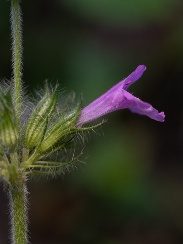 Wild Basil