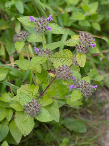 Wild Basil