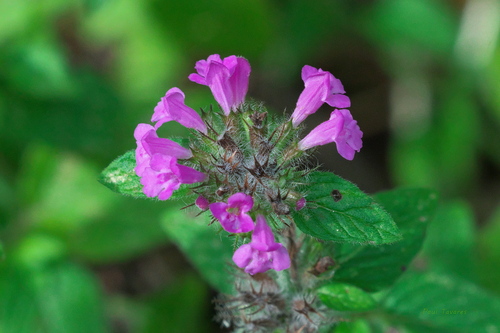 Wild Basil