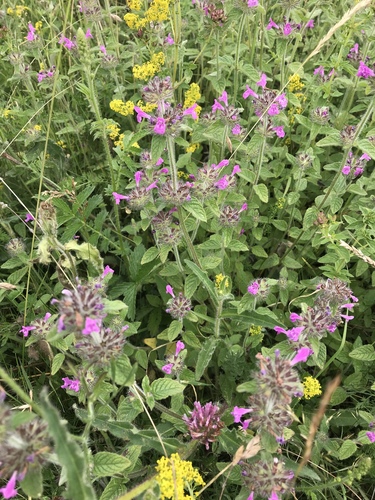Wild Basil