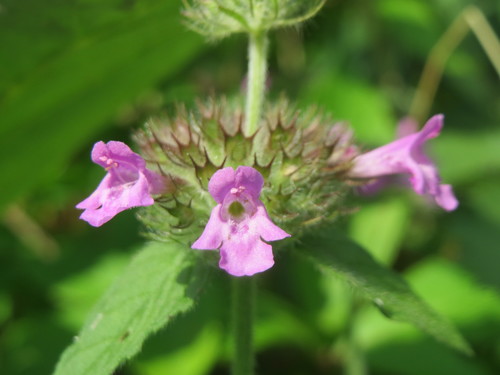 Wild Basil
