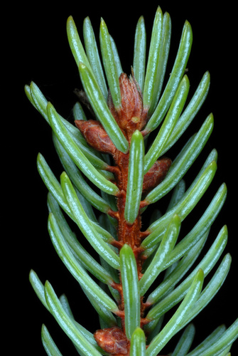 black spruce