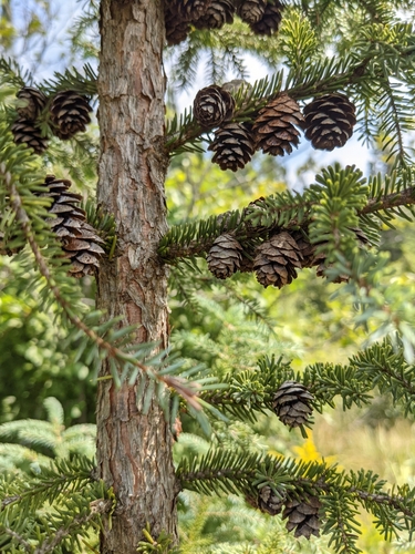 black spruce