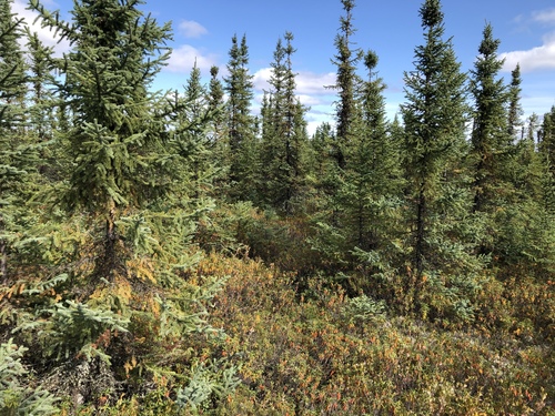black spruce