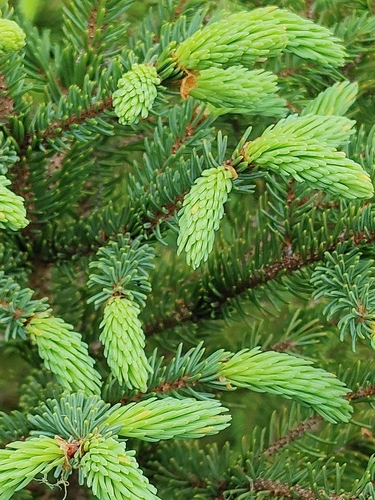 black spruce