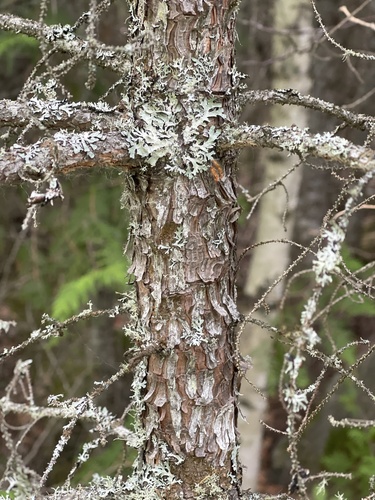 black spruce