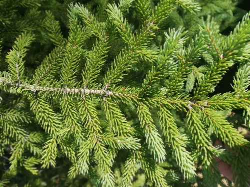 black spruce