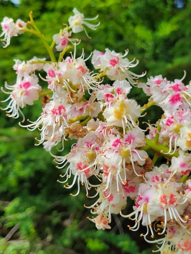 horse-chestnut