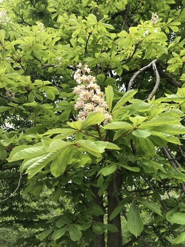 horse-chestnut