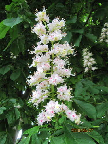 horse-chestnut