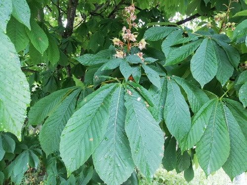 horse-chestnut