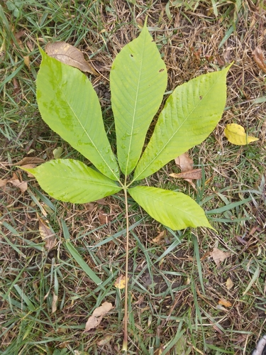 horse-chestnut