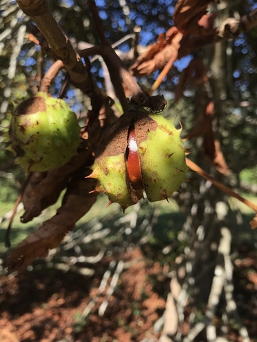 horse-chestnut