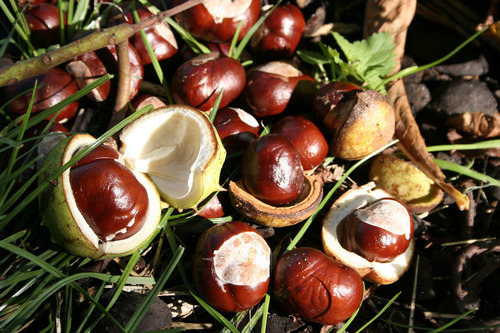 horse-chestnut