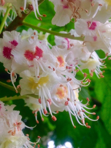 horse-chestnut