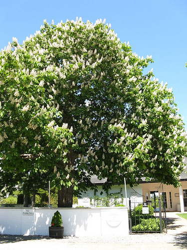 horse-chestnut