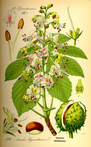 horse-chestnut