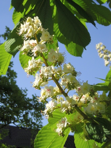 horse-chestnut