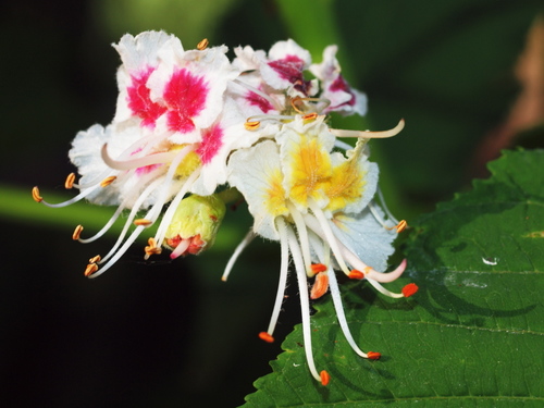 horse-chestnut
