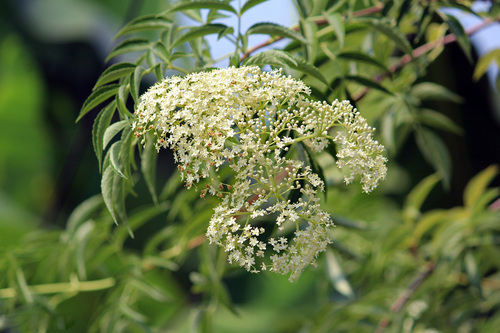 American black elderberry