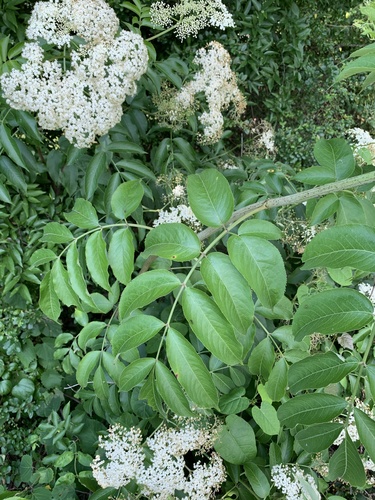 American black elderberry