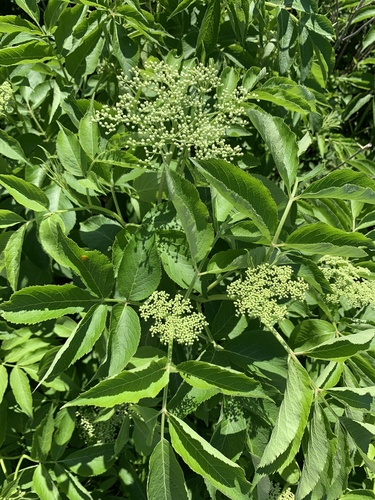 American black elderberry