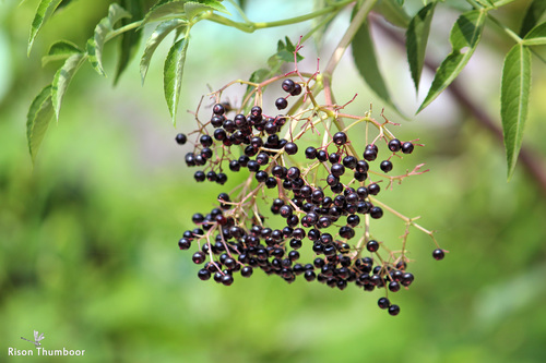 American black elderberry