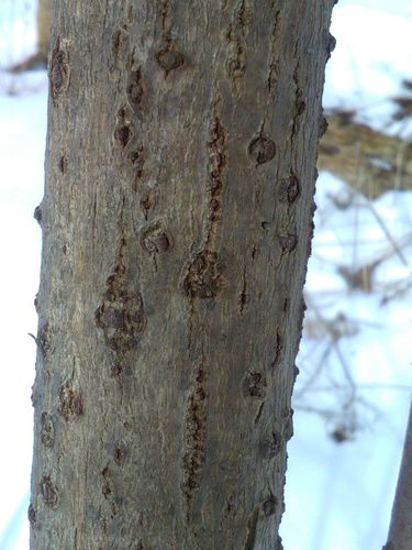 American black elderberry