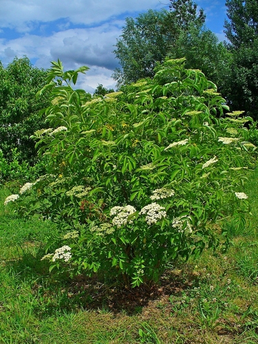 American black elderberry