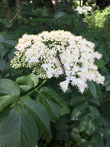 American black elderberry