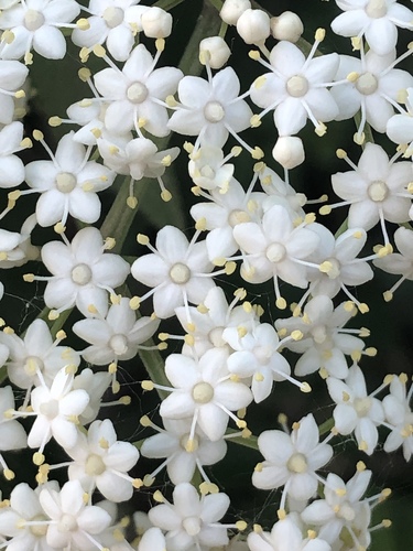 American black elderberry