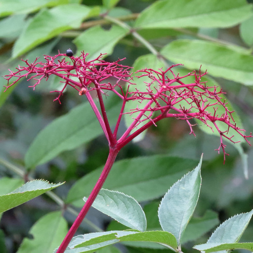 American black elderberry