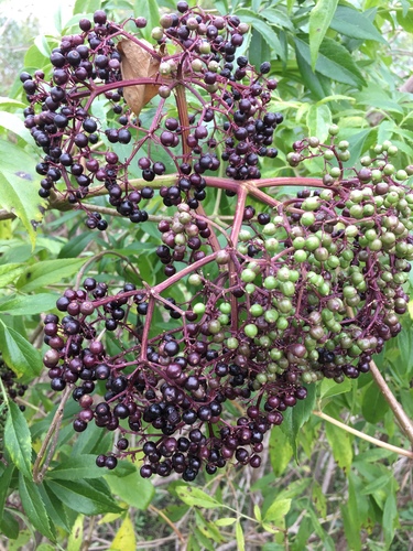 American black elderberry