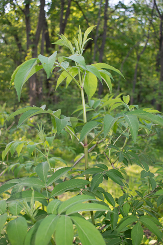 American black elderberry
