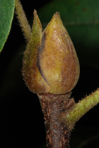mockernut