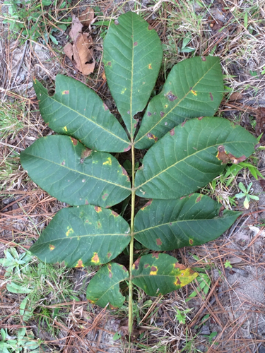 mockernut