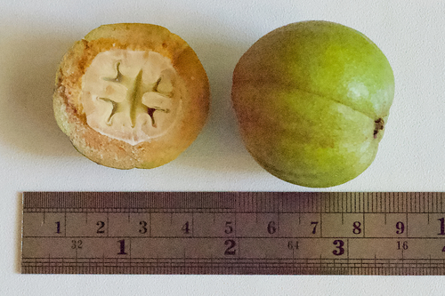 mockernut