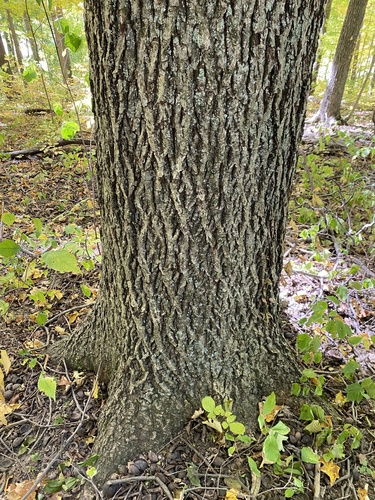 mockernut