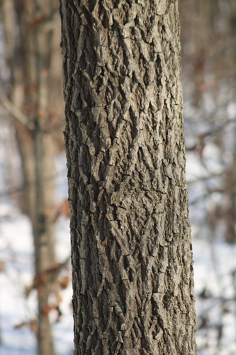 mockernut