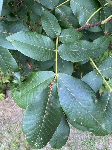 mockernut