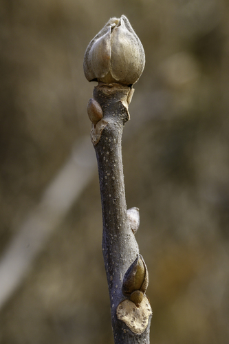 mockernut