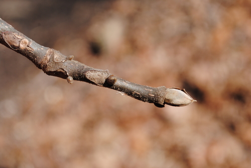 mockernut