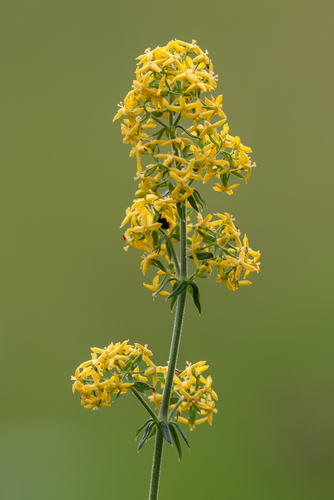 Lady's Bedstraw