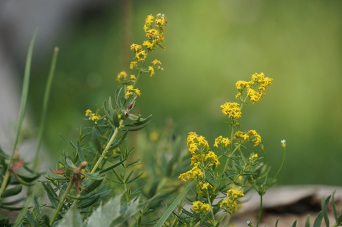 Lady's Bedstraw