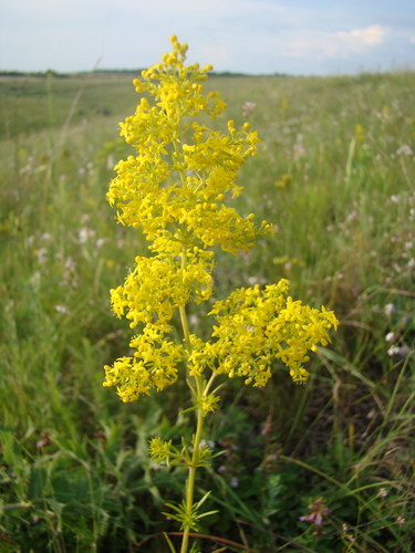 Lady's Bedstraw