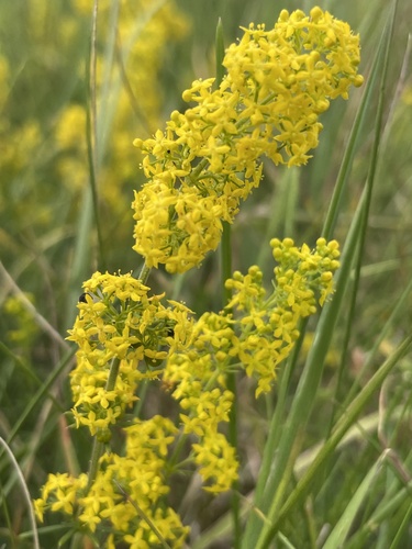 Lady's Bedstraw