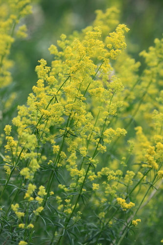 Lady's Bedstraw