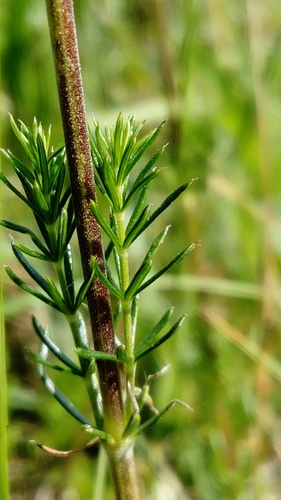 Lady's Bedstraw