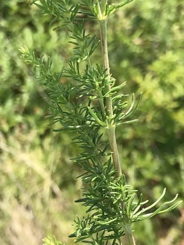 Lady's Bedstraw